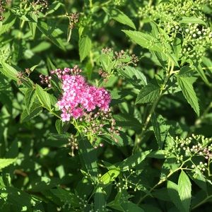 Meet your Posher, Cheri